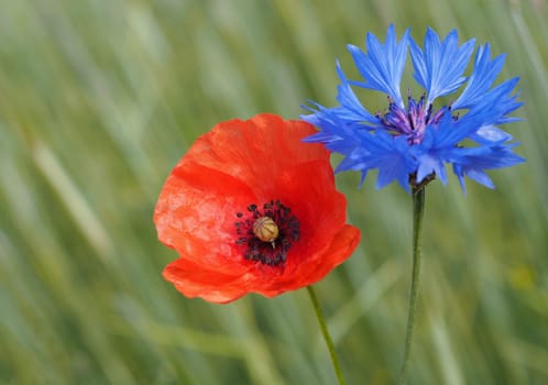 Poppy + Cornflower
