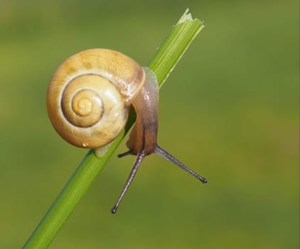 Snail
