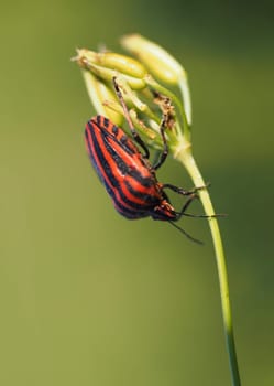 Striped bug