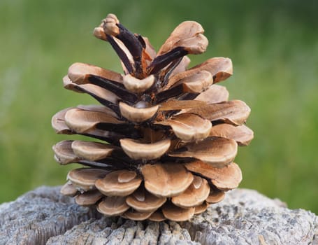 Pine conifers