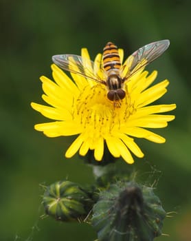 Floating fly