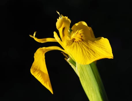 Swamp Sword Lily