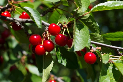 branch of ripe early cherry, subject fruit and berries