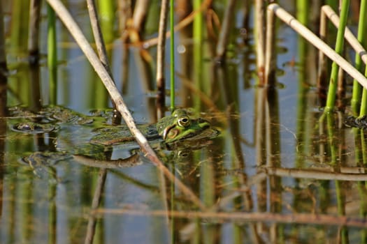 Floating pond frog between rushes