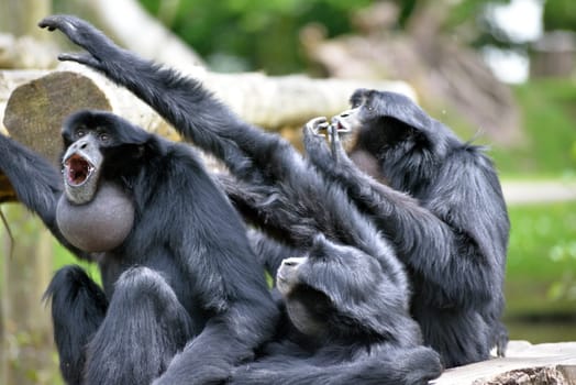Siamang Gibbon family screaming in fota wildlife park near cobh county cork ireland