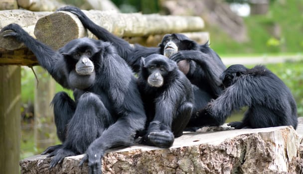 Siamang Gibbon family relaxing in fota wildlife park near cobh county cork ireland