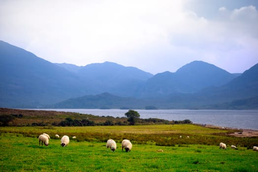 sheep and the mountains of kerry in ireland