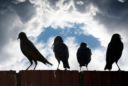 silhouette of starlings on a wall against a stormy clouds