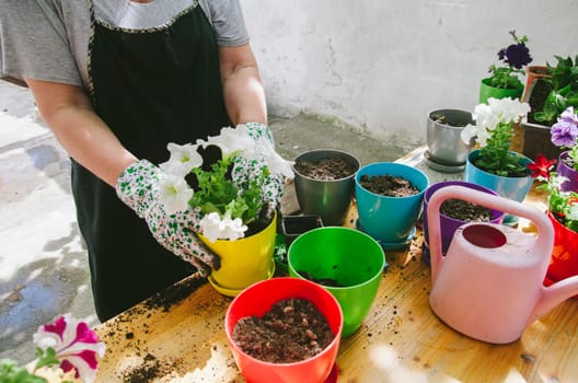 Senior woman holding petunia seedling for transplanting in flowers pot in her garden. Springtime gardening hobby activity.