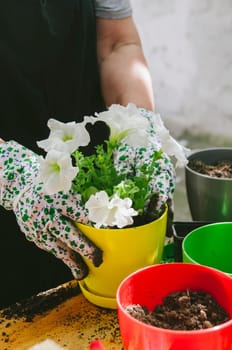 Senior woman holding petunia seedling for transplanting in flowers pot in her garden. Springtime gardening hobby activity.
