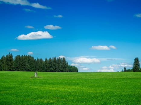 Hilly landscape view on a pasture and small hide for the hunter in front of group of conifers under blue sky with small white clouds in summer in daylight.