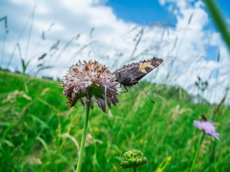 Close-up view of a wilting meadow clover flower with a butterfly on a green meadow and cloudy blue sky.