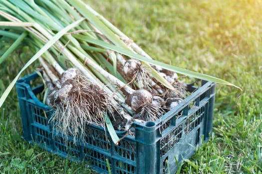 Freshly plucked green onions with thick feathers from garden closeup. Big bunch of ripe spicy onions in blue plastic basket on grass. Plant growing. Vegetables, healthy and nitrate free food.