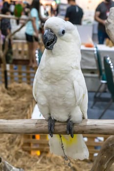 Parrots are posing to take the picture. Bird is a popular pet in Thailand.