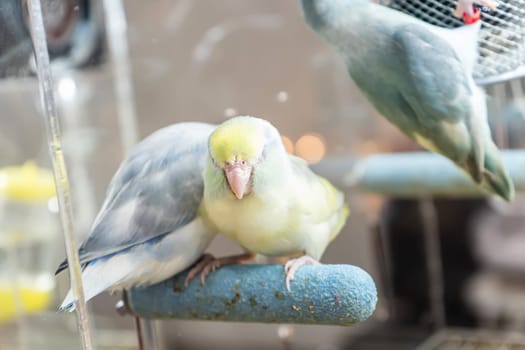 Parrots are posing to take the picture. Bird is a popular pet in Thailand.