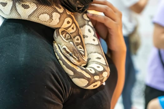 Ball python is a popular pet in Thailand.
