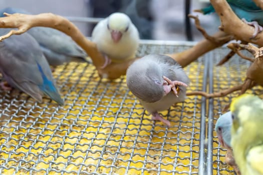 Parrots are posing to take the picture. Bird is a popular pet in Thailand.