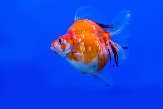 The goldfish in the cabinet on blue background.