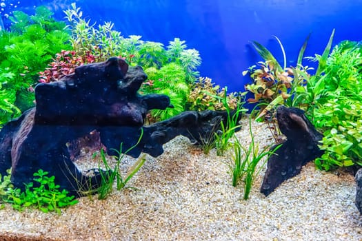 Underwater landscape nature forest style aquarium tank with a variety of aquatic plants, stones and herb decorations.