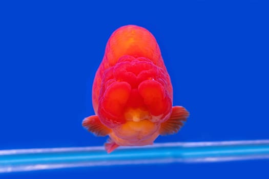 The goldfish in the cabinet on blue background.