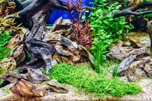 Underwater landscape nature forest style aquarium tank with a variety of aquatic plants, stones and herb decorations.