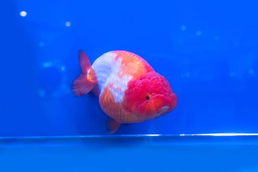 The goldfish in the cabinet on blue background.