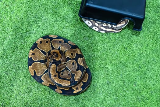 Ball python is a popular pet in Thailand.