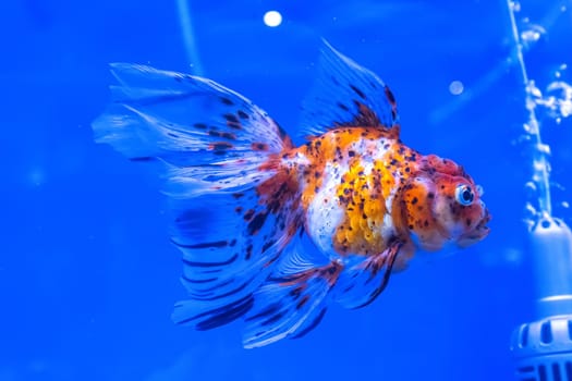 The goldfish in the cabinet on blue background.