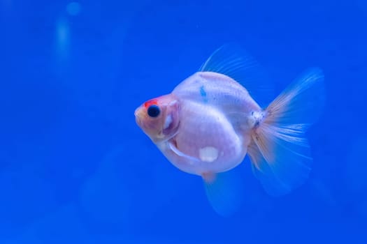 The goldfish in the cabinet on blue background.