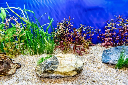 Underwater landscape nature forest style aquarium tank with a variety of aquatic plants, stones and herb decorations.