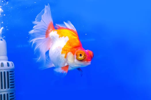 The goldfish in the cabinet on blue background.