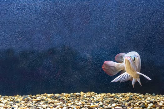 The arowana fish in the cabinet. It is a charming fish.