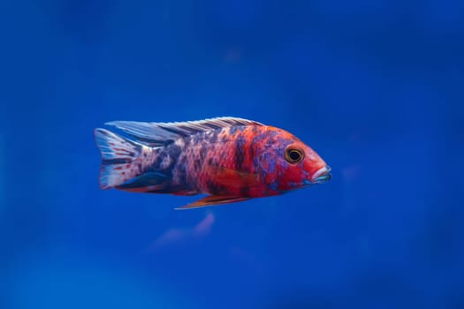 The cichlidae in the cabinet on blue background.