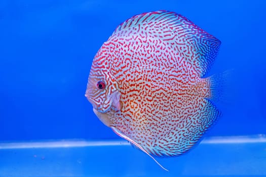 The pompadour in the cabinet on blue background.