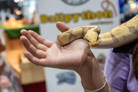 Ball python is a popular pet in Thailand.