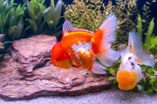 The goldfish in the cabinet on nature background.