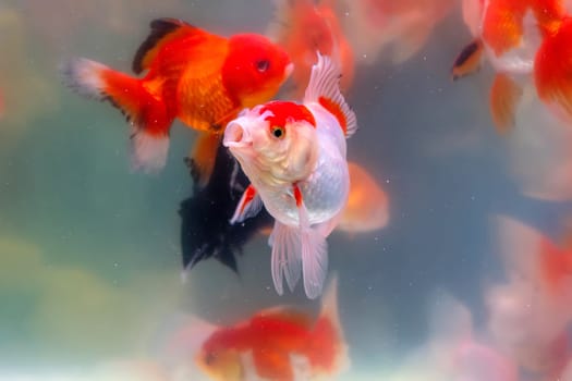 The goldfish in the cabinet.