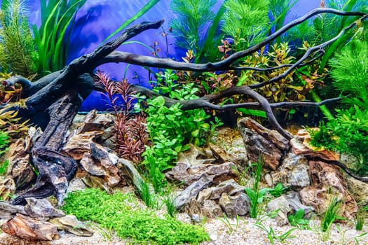 Underwater landscape nature forest style aquarium tank with a variety of aquatic plants, stones and herb decorations.