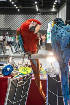 Macaw perched on a branch. Bird is a popular pet in Thailand.