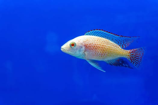 The cichlidae in the cabinet on blue background.