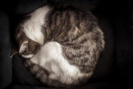 Directly aboe shot of curled-up housecat sleeping on a blanket