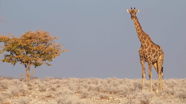 Giraffe eating at sunrise in the Etosha National Park in Namibia in Africa.