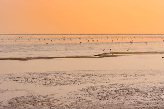 Flamingoes at sunset in the salt ponds near Walvis Bay in Namibia in Africa.