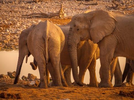 Family of elephants approaching a waterhole in the Etosha National Park in Namibia, Africa.