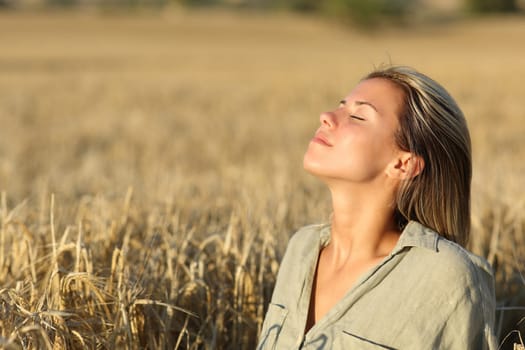Relaxed woman breathing fresh air in a golden wheat field at sunset