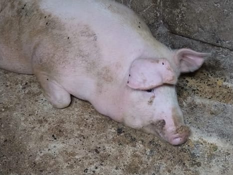 A pig in a pigsty. Agriculture. Pork production. A pink pig is resting on the floor of the barn. Flies sit on the body of a pig.