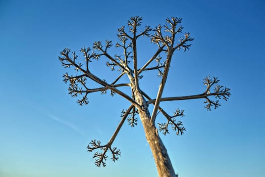 Dry agave stem over blue sky. Cama de Vaca cliffs, Faro District, Lagos, Portugal