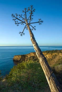 Agave with the stem leaning towards the sea. Cama de Vaca cliffs, Faro District, Lagos, Portugal