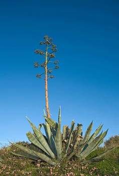 Agave plant with mast and large rosette. Faro district cliffs, Lagos, Portugal