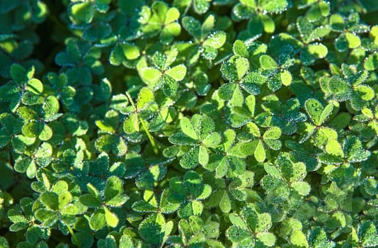 Clover covered with little dew drops on it. Sunrise light